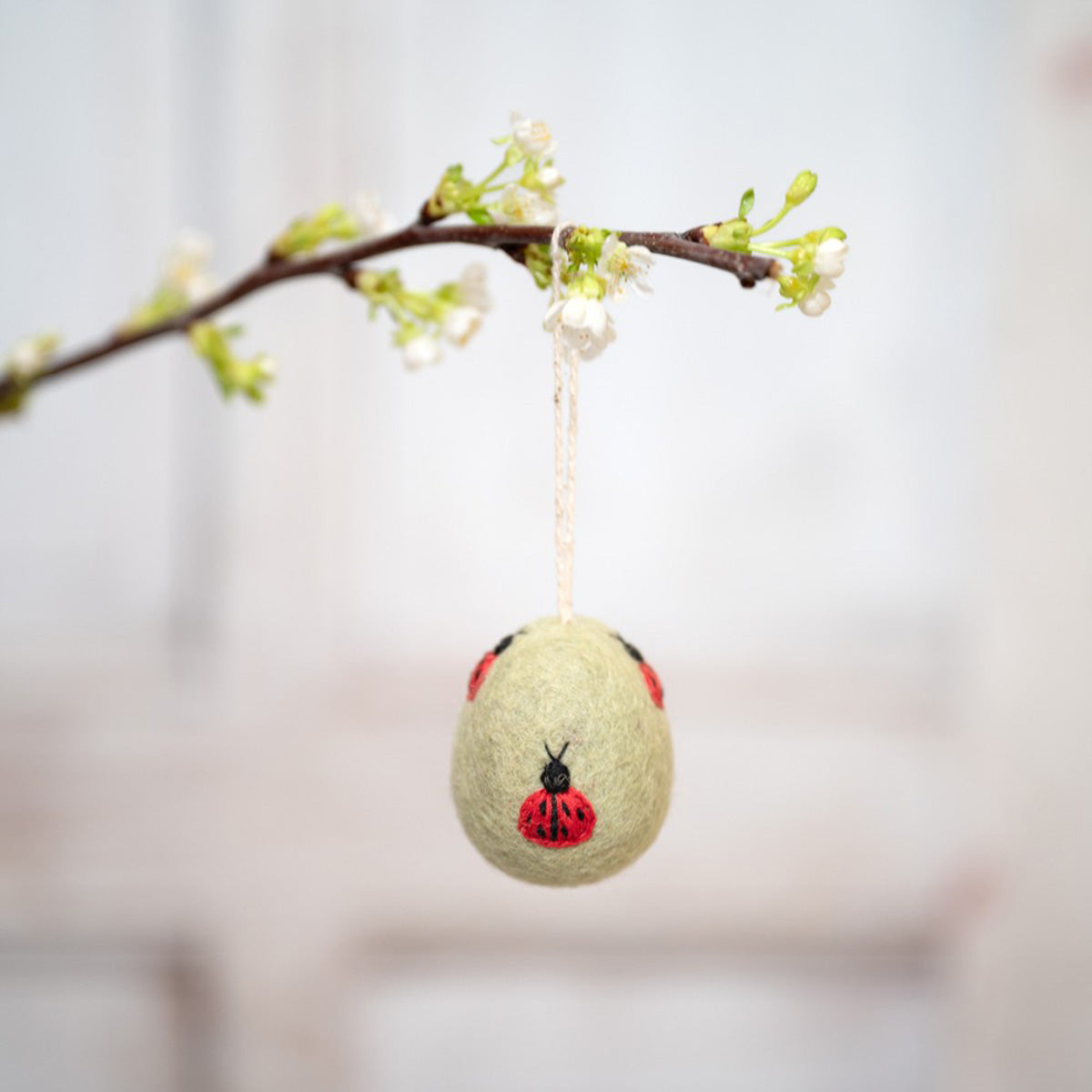 Eier – Funny Bunny | verschiedene