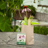 Minigarten – Echinacea